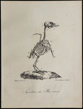 1830 squelette oiseau d'occasion  France