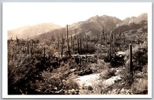 Rppc saguaro cactus for sale  Petersburg