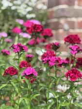 Sweet william mix for sale  GREAT MISSENDEN