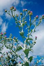 3m.giant thistle onopordum for sale  STOCKPORT