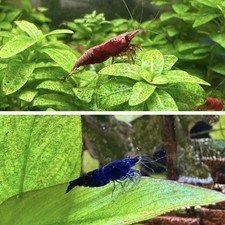 Red cherry shrimp for sale  Clute