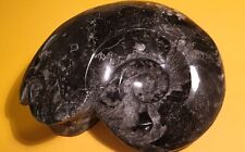 Fossile goniatite lucidato usato  Imperia