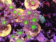 Papaya firework clove for sale  CLACTON-ON-SEA
