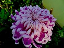 Giant purple reflex for sale  BUDE
