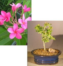 Flowering tropical boxwood for sale  Patchogue