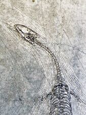 Véritable fossile reptile d'occasion  Expédié en France
