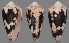 Coquillage collection conus d'occasion  Lyon VI
