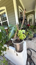Monstera aurea large for sale  Oakwood