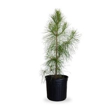 2.5 gal. loblolly for sale  Miami