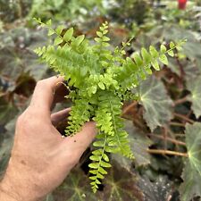 Nephrolepis exaltata nevada for sale  Spartansburg