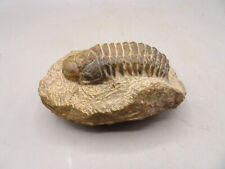 Rare trilobite ancien d'occasion  Mazan