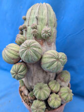 Euphorbia obesa offsetting for sale  Tucson