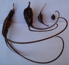 Ibicella lutea,P. fragrans,P. parviflora,P. triloba, P. hohoka..- 10 semi/seeds. comprar usado  Enviando para Brazil