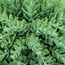 Sedum thundercloud pink for sale  Oak Creek