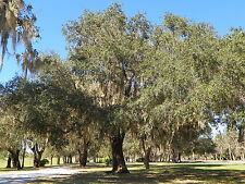 Live oak tree for sale  Arcadia