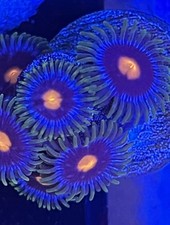 Pack zoanthid frag for sale  Jasper
