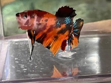 Sale male super for sale  Ellicott City