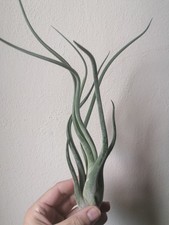 Tillandsia caput medusae usato  Italia