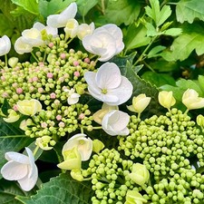 Hortensja ogrodowa Libelle P9/C1 na sprzedaż  PL