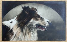 RPPC 1910 cão retrato ROUGH COLLIE Colley Rotophot PC S 340-4484 comprar usado  Enviando para Brazil