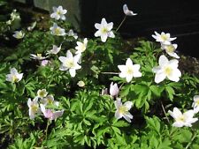 British native wild for sale  UK