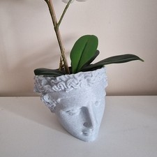 Head planter plant for sale  PURLEY