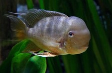 Geophagus balzanii live for sale  De Leon Springs