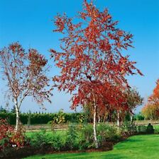 Betula pendula royal gebraucht kaufen  Westerstede