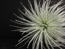 Tillandsia tectorum live for sale  DRONFIELD