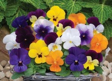 Winter flowering viola for sale  BELLSHILL