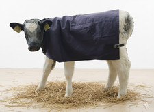 Calf jacket coat for sale  DUKINFIELD