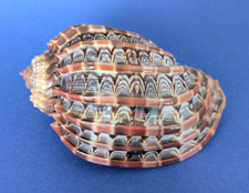 Harpa Cabriti 88,3 mm Gem Madagascar " Superbe spécimen " comprar usado  Enviando para Brazil