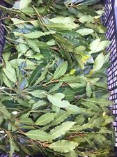 Feuilles laurier sauce d'occasion  Grande-Synthe