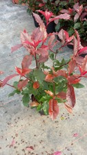 Photinia magical volcano d'occasion  Mont-près-Chambord