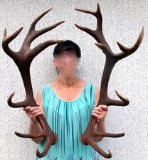 Kapitales paar abwurfstangen gebraucht kaufen  Frankenblick, Schalkau