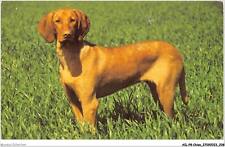 Ailp8 0816 chien d'occasion  France