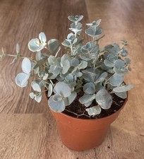Sedum sieboldi 9cm for sale  SHEFFIELD