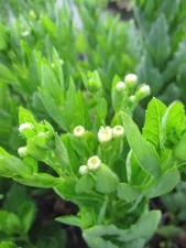 Wild aster starshine gebraucht kaufen  Zetel