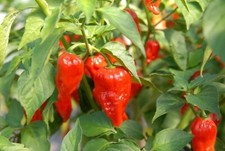 Organic hydrid bhut for sale  LONDON