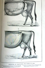 Antique veterinary print for sale  TORRINGTON