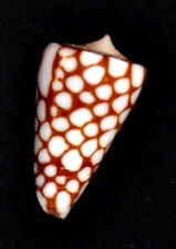 Conus nobilis marchionatus d'occasion  Brie-Comte-Robert