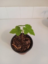 Sweetgum tree pot. for sale  Leland