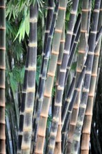 Giant bamboo seeds for sale  BROCKENHURST