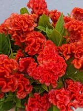 Chief persimmon celosia for sale  Springfield