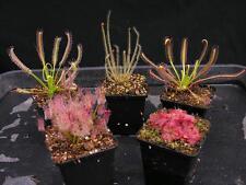 Carnivorous drosera sundew for sale  GLASTONBURY