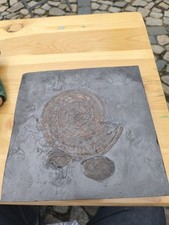 Ammonit hildoceras plagiostoma gebraucht kaufen  Bautzen