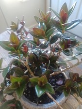 Goldfish plant pot for sale  West Warwick
