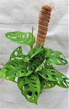 Monstera swiss cheese for sale  Reseda