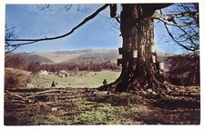 Maple sugaring virginia for sale  Dayton