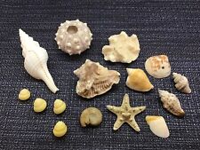 Seashell lot starfish for sale  Lake Worth